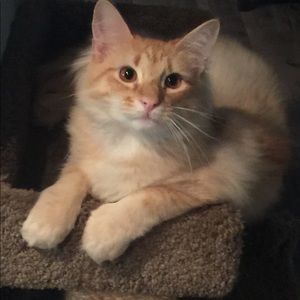 Meet your Posher, Virginia